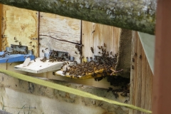 Schwarm_Bienen_2