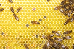 Bienen_Wabe